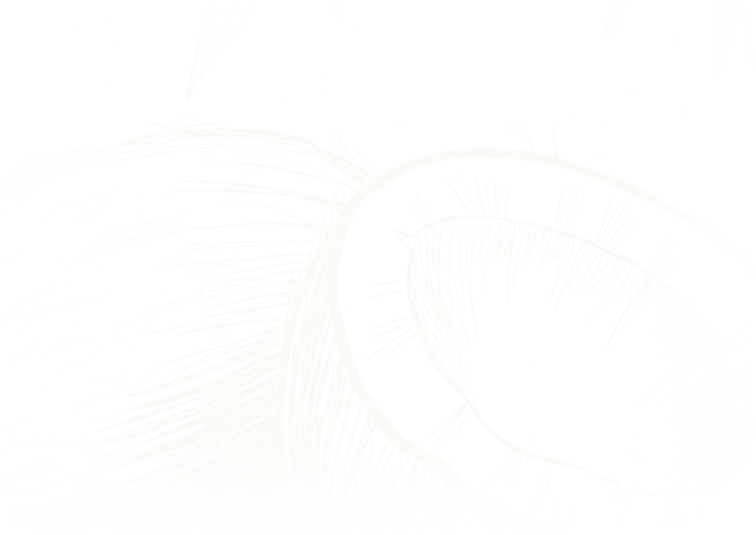 割ったココナッツの版画