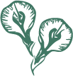 蝶豆の花